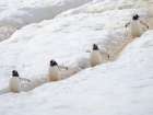 Penguins walking to colony. Gentoo penguin in deep snow in Antarctic Peninsula, Danco Island. Art Print